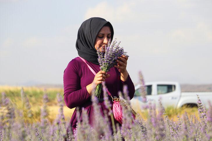 Siirtli çiftçi 40 dönüm atıl alanı devlet desteğiyle lavanta bahçesine dönüştürdü G5