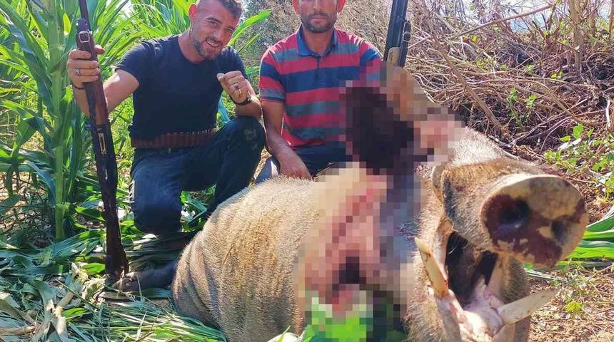 250 kiloluk domuzu vurup fotoğraf çektirdiler! Tarladan çıkartmak ise saatler sürdü