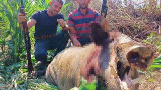 250 kiloluk domuzu vurup fotoğraf çektirdiler! Tarladan çıkartmak ise saatler sürdü