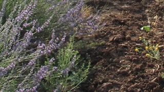 Geliri çok, gideri yok! Dünya genelinde büyük ilgi görüyor: Hibe desteğiyle 40 dönüm alanda yetiştirdi
