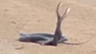 Yol üzerinde şaşırtan anlar! Dans eden yılanları görenler telefonuna sarıldı