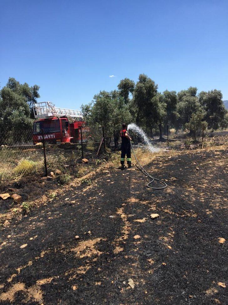 Muğla'da zeytinlik ve anızların bulunduğu alanlarda çıkan yangınlar söndürüldü G4