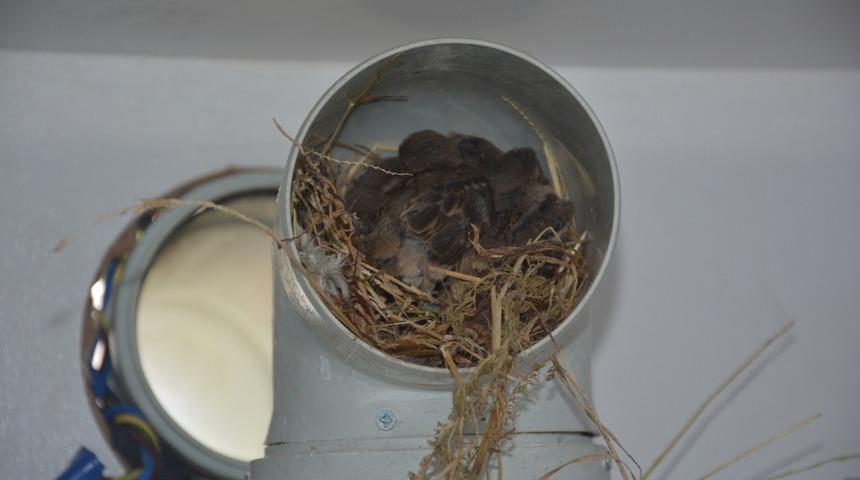 Evde duyduğu sese koştu! Gördükleri şaşkına çevirdi: Annesi babası gelsin büyüdükten sonra alır giderler