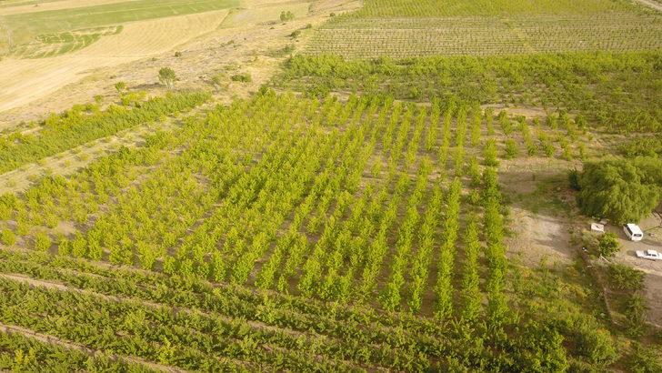 Bitlis'te 29 çiftçiye elma bahçesi kuruldu G1