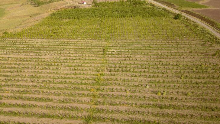 Bitlis'te 29 çiftçiye elma bahçesi kuruldu G2