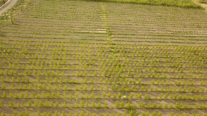 Bitlis'te 29 çiftçiye elma bahçesi kuruldu G4