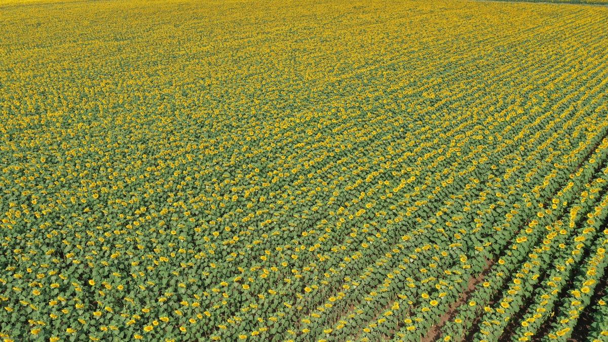 Ay&ccedil;i&ccedil;eğinin gelişimi Edirne'de verim ve rekolte beklentisini artırdı