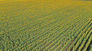 Ayçiçeğinin gelişimi Edirne'de verim ve rekolte beklentisini artırdı