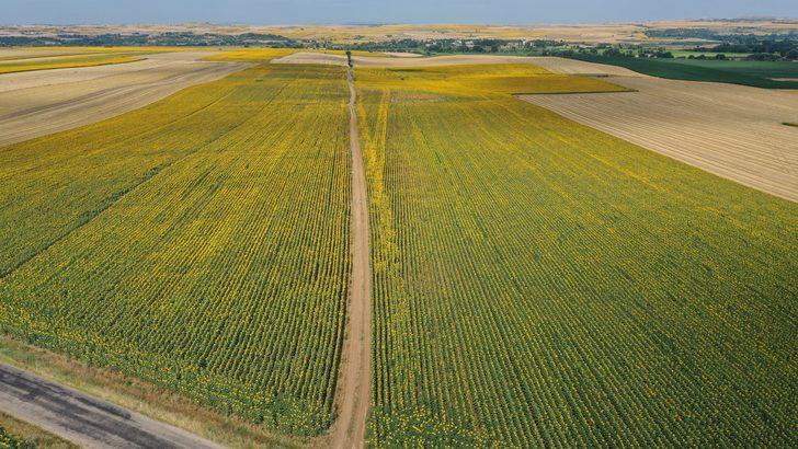 Ayçiçeğinin gelişimi Edirne'de verim ve rekolte beklentisini artırdı G2