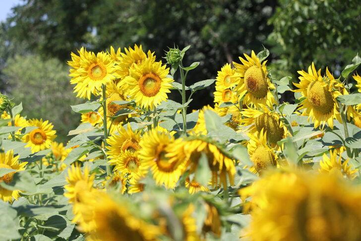 Ayçiçeğinin gelişimi Edirne'de verim ve rekolte beklentisini artırdı G3