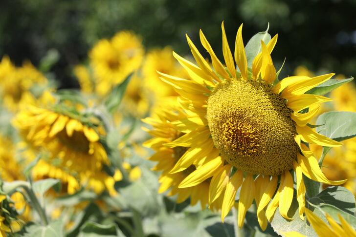 Ayçiçeğinin gelişimi Edirne'de verim ve rekolte beklentisini artırdı G5