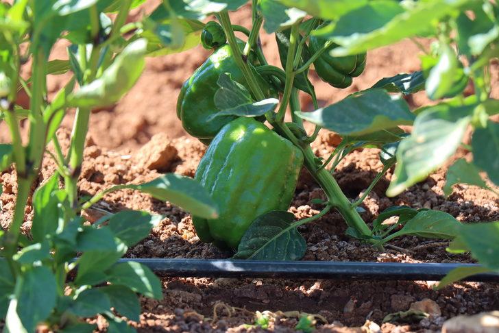 Kilis'te çiftçiler biber hasadına başladı G1