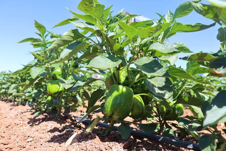 Kilis'te çiftçiler biber hasadına başladı G2