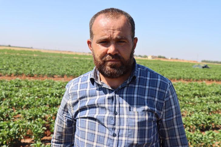 Kilis'te çiftçiler biber hasadına başladı G5