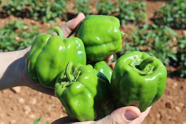 Kilis'te çiftçiler biber hasadına başladı G3