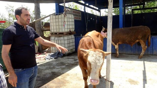 Avcılar’da yetim ve öksüzlere kurban bağışı
