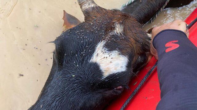 Düzce'de sağanak nedeniyle mahsur kalan hayvanları raftingciler kurtardı