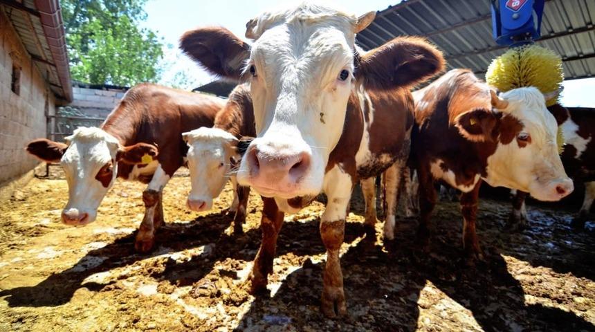Kurban Bayramı'nda ortaya çıkan hastalıklar neler? Kurban Bayramı'nda nelere dikkat edilmeli, doğru beslenme nasıl olmalı?