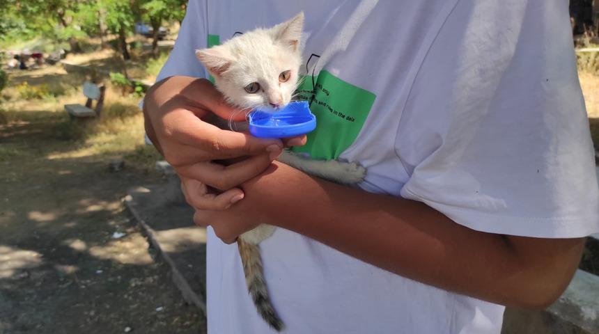 Elazığ'da ağaçta mahsur kalan yavru kediyi elektrik kurumu ekipleri kurtardı