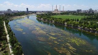 Seyhan Nehri'nde yosun birikintileri oluştu