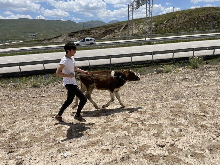 Erzurum'da kaçan kurbanlık, baba oğula zor anlar yaşattı G1