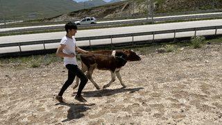 Erzurum'da kaçan kurbanlık, baba oğula zor anlar yaşattı