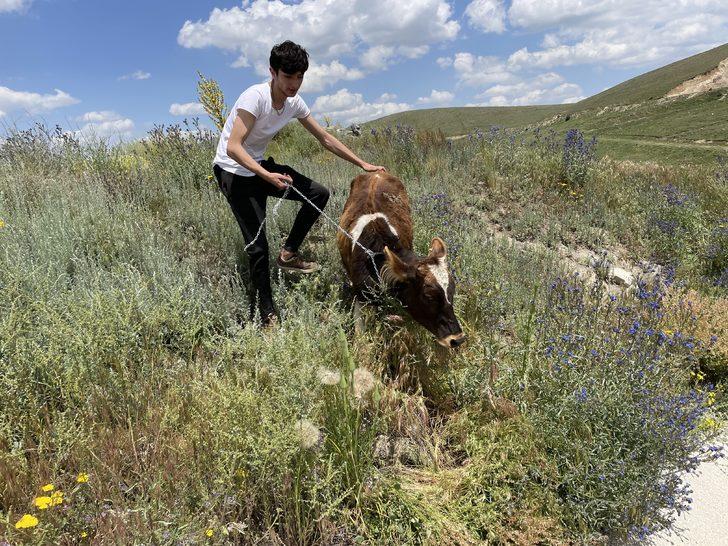 Erzurum'da kaçan kurbanlık, baba oğula zor anlar yaşattı G4