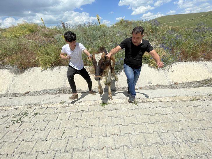 Erzurum'da kaçan kurbanlık, baba oğula zor anlar yaşattı G5