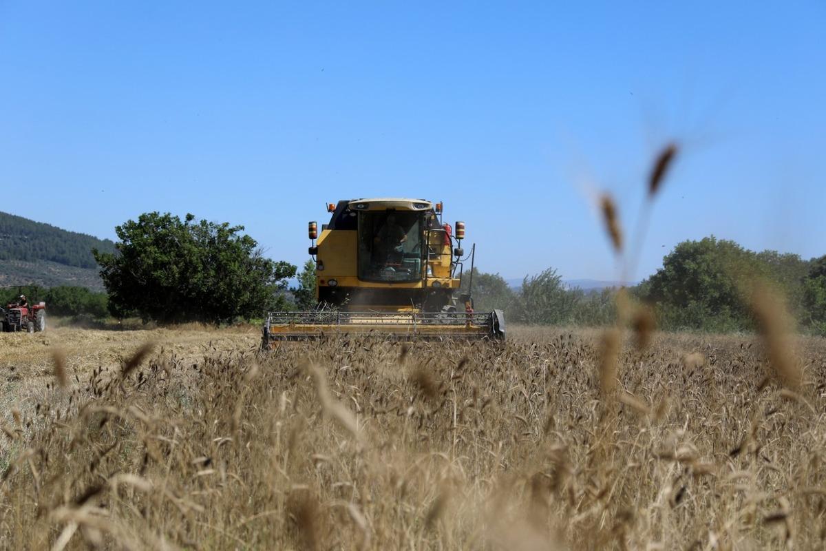 Muğla'da karakıl&ccedil;ık buğdayı hasadı yapıldı