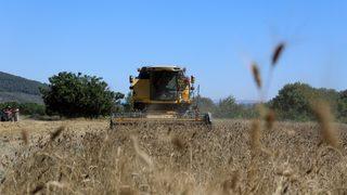 Muğla'da karakılçık buğdayı hasadı yapıldı