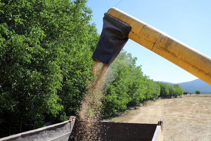 Muğla'da karakılçık buğdayı hasadı yapıldı G2