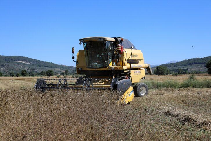 Muğla'da karakılçık buğdayı hasadı yapıldı G3