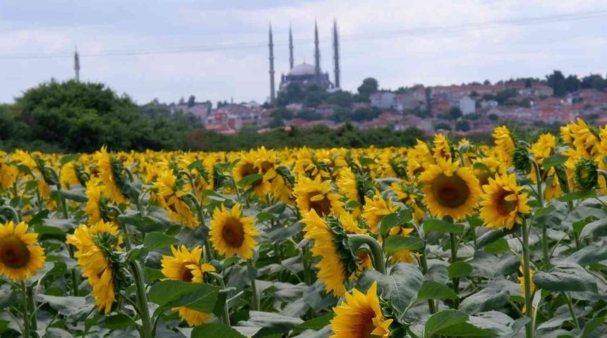 Ayçiçeğinde sevindiren haber! Son 10 yılın en yüksek verimi...