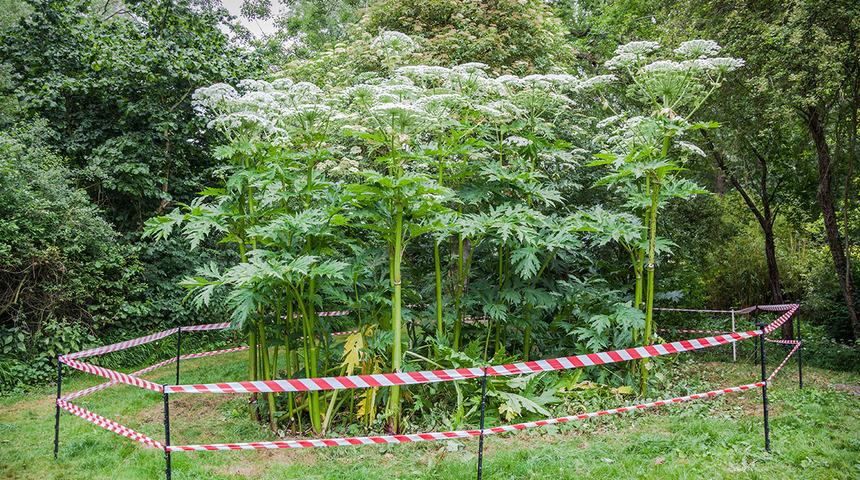 Herkesi uyardı! Bitkiye dokunduğu için ağır yanıklar meydana geldi