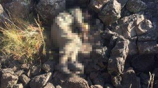 Terör örgütü PKK'nın Tendürek sorumlusu öldürüldü