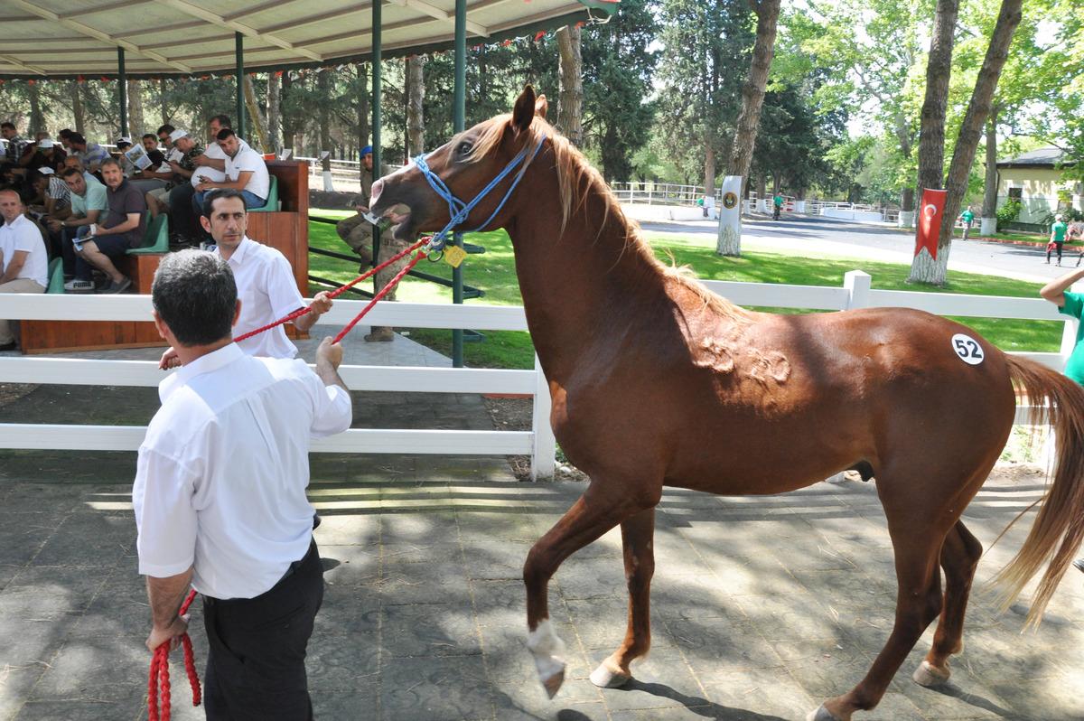 TİGEM 50 tayın satışından 3 milyon 686 bin lira gelir elde etti
