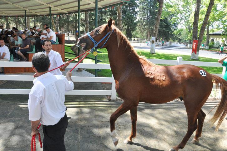 TİGEM 50 tayın satışından 3 milyon 686 bin lira gelir elde etti G1