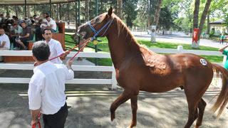 TİGEM 50 tayın satışından 3 milyon 686 bin lira gelir elde etti