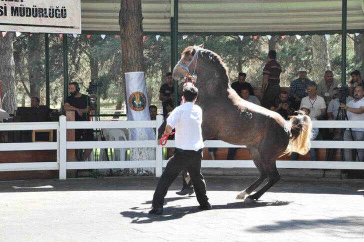 TİGEM 50 tayın satışından 3 milyon 686 bin lira gelir elde etti G2