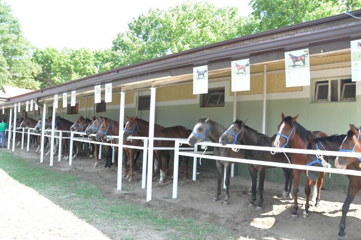 TİGEM 50 tayın satışından 3 milyon 686 bin lira gelir elde etti G3