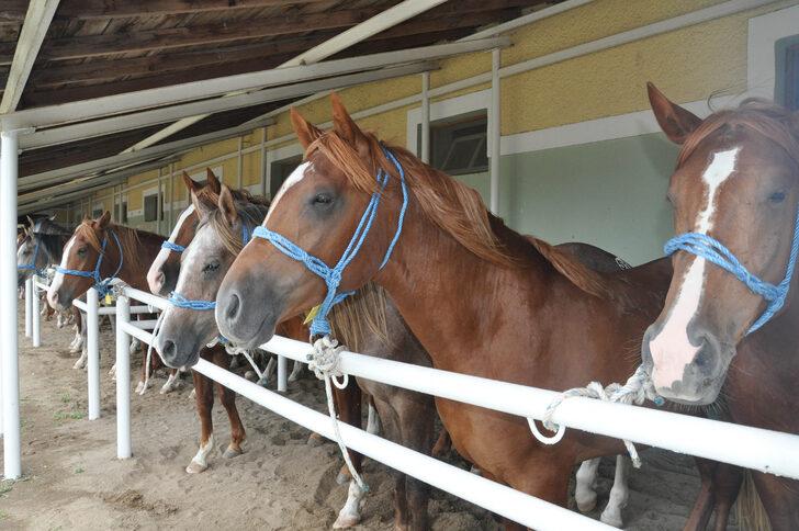 TİGEM 50 tayın satışından 3 milyon 686 bin lira gelir elde etti G5