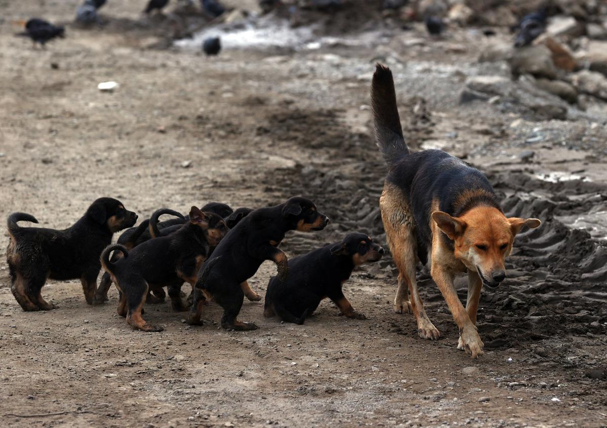Bozkurt ve İnebolu'da selin izlerini silme &ccedil;alışmaları s&uuml;r&uuml;yor