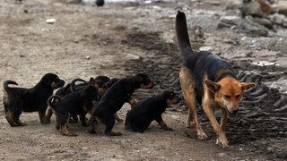Bozkurt ve İnebolu'da selin izlerini silme çalışmaları sürüyor
