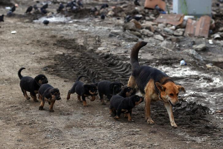 Bozkurt ve İnebolu'da selin izlerini silme çalışmaları sürüyor G2