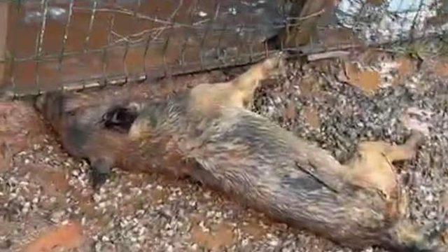 Bartın'daki selde barınakta kilitli bulunan 56 köpek telef oldu