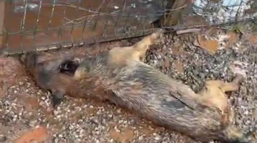 Bartın'daki selde barınakta kilitli bulunan 56 köpek telef oldu