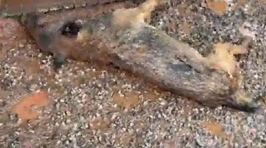 Sel felaketinin vurduğu Bartın'dan yürek sızlatan görüntü! Barınakta telef oldular