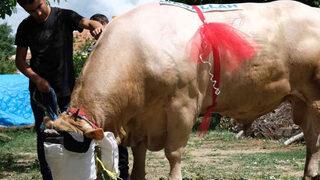 Yaklaşık 2 tonluk kurbanlık: Fırtına! Fiyatını duyan yanına yaklaşamıyor