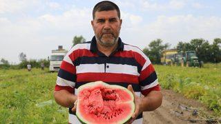 Karpuzun fiyatı yarı yarıya düştü