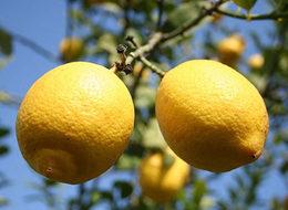 İşte Rusya'nın limonu yasaklamama nedeni